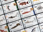 Finspan: Sharks & Reefs (expansion)